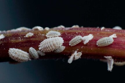 COCHINILLA-BLANCA-GREEN-GROW-SHOP-MX-JABON-POTASICO-PLAGA Diatomeas + aceite de Neem + Jabón potásico Grow Depot - Imagen 11