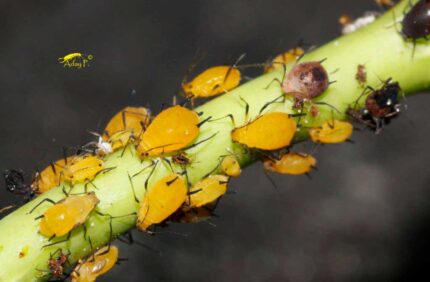 pulgones-GREEN-GROW-SHOP-MX-JABON-POTASICO-PLAGA Diatomeas + aceite de Neem + Jabón potásico Grow Depot - Imagen 10