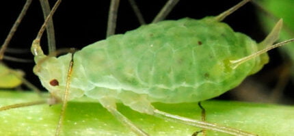 pulgones-GREEN GROW SHOP MX-JABON POTASICO-PLAGA.32 Diatomeas + aceite de Neem + Jabón potásico Grow Depot - Imagen 13