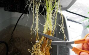 Tipos de poda, una persona retirando las raíces de las plantas de una manera correcta para evitar dañarla.