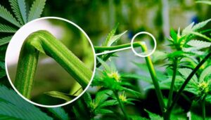 Tipos de poda, muestra de la manera ideal de doblar la planta para evitar su crecimiento excesivo.