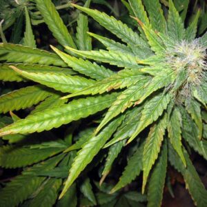 azufre-enfermedades-cannabis-salton-verde_imagen_04
