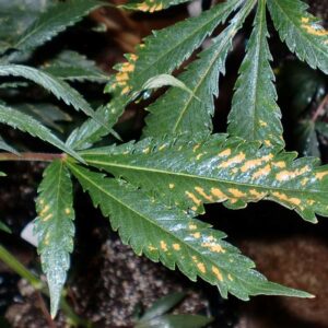 azufre-enfermedades-cannabis-salton-verde_imagen_06