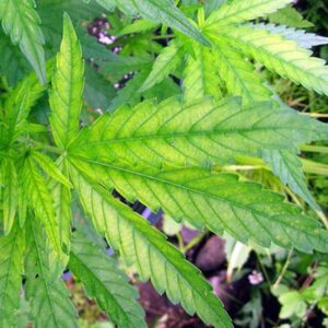 azufre-enfermedades-cannabis-salton-verde_imagen_07