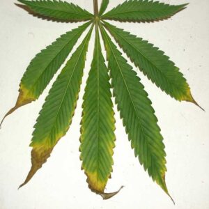 azufre-enfermedades-cannabis-salton-verde_imagen_09