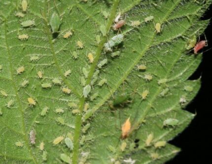 plaga-pulgon-600x464 Jabón Potásico Grow Depot, muestra de los insectos que se pueden eliminar por medio de este producto.