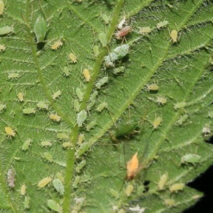 Jabón Potásico Grow Depot, muestra de los insectos que se pueden eliminar por medio de este producto.