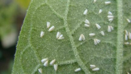 whitefly Jabón Potásico Grow Depot, muestra de una de las plantas con insectos que se pueden eliminar con este producto.