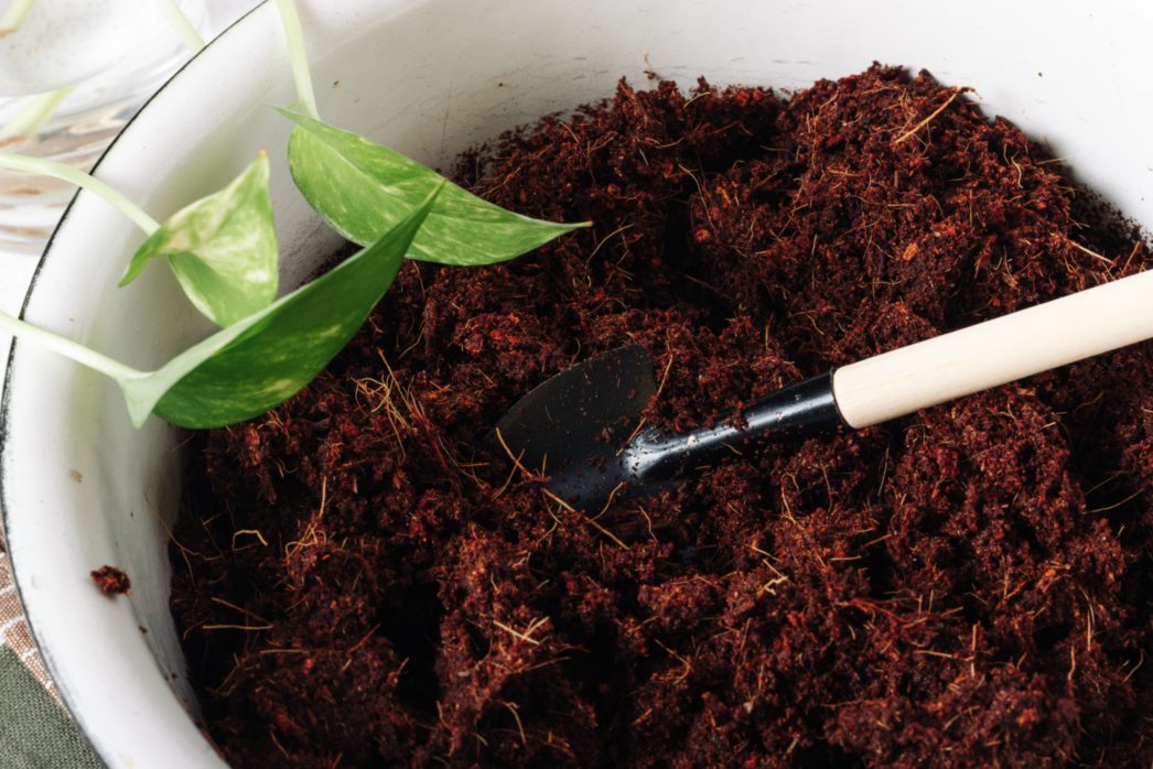 Sustrato, muestra de un tazón con sustrato para mejorar la vida de las plantas por medio de distintos nutrientes.