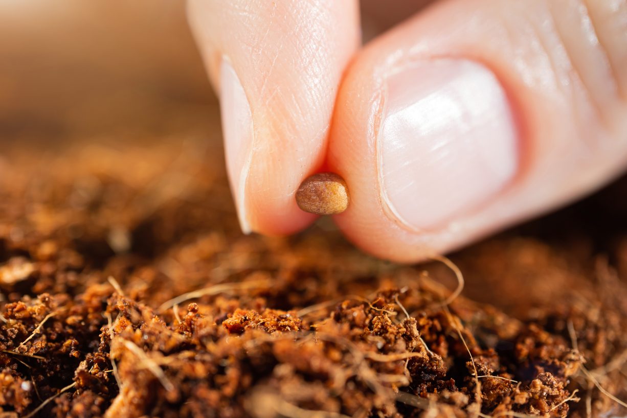 Sustrato, una persona a punto de colocar una semilla en su auto cultivo con sustrato para conseguir nutrientes. 