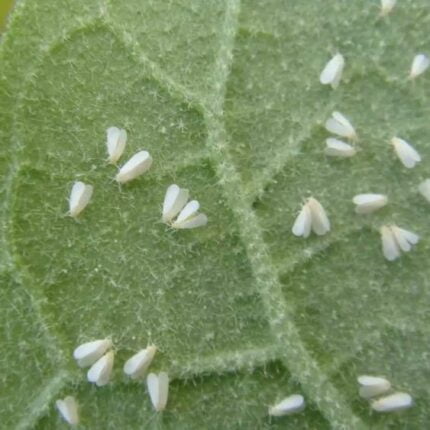 Aceite de neem Grow Depot, muestra de una planta con los insectos que puedes eliminar con este productor.