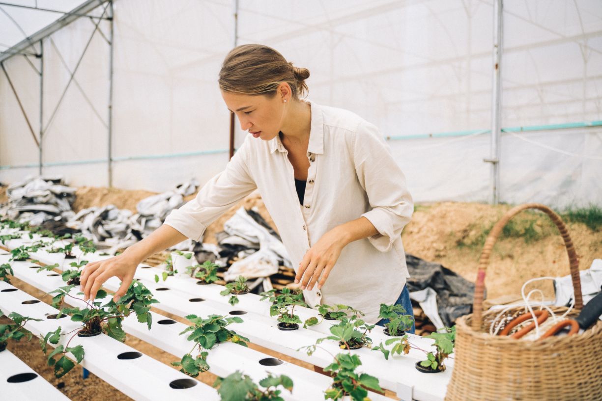 Hidroponía en casa, una mujer revisando sus distintos cultivos colocados por medio de esta técnica que evita el contacto de las plantas con la tierra.