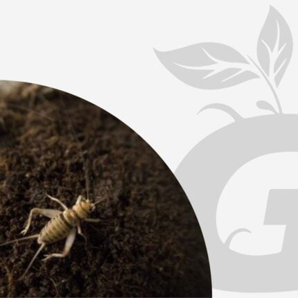 Green-Grow-Shop-Mexico-humus-de-grillo-grow-depot (1) Humus de Grillo Grow Depot - Imagen 2