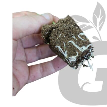 Green Grow Shop IHORT Q-Plug 4040 - Gallery 1 50 Plugs de germinación 3×3×4.1cm | IHORT Q-Plug - Imagen 3