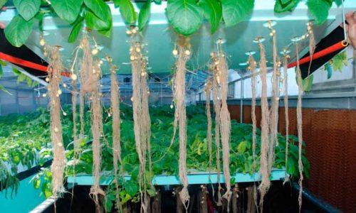 GREEN GROW SHOP MX-MEDIOS DE CULTIVO-CULTIVO INDOOR-3 GREEN GROW SHOP MX-MEDIOS DE CULTIVO-CULTIVO INDOOR-3