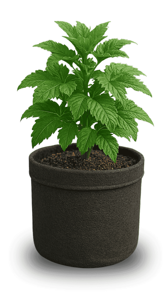 GreenHouse GreenHouse